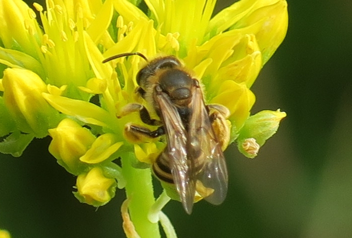 ape solitaria da identificare: Colletes cunicularius?  No, Halictus scabiosae, femmina